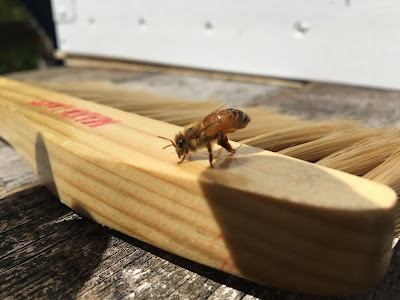 Italian honey bee