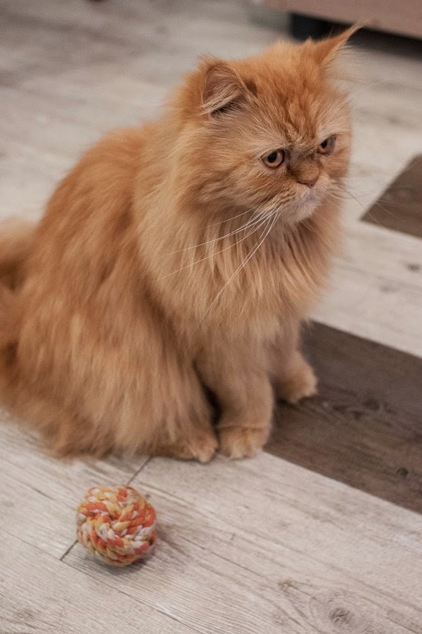 Cats from Seoul {South Korea} Traveling Cats Travel Pictures of Cats