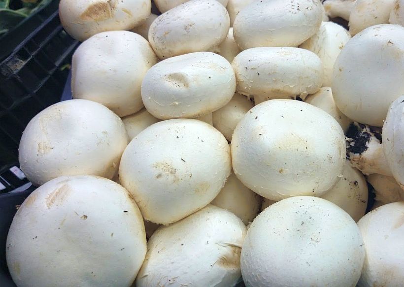 Champiñones La Pradera: El Champiñon