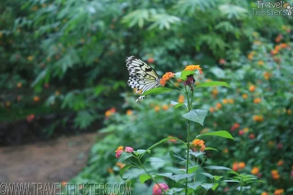 palawan butterfly sanctuary