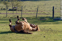 Fuente: https://www.stonek.com/coment_es.php?outside=24244 Caballo rascándose las picaduras