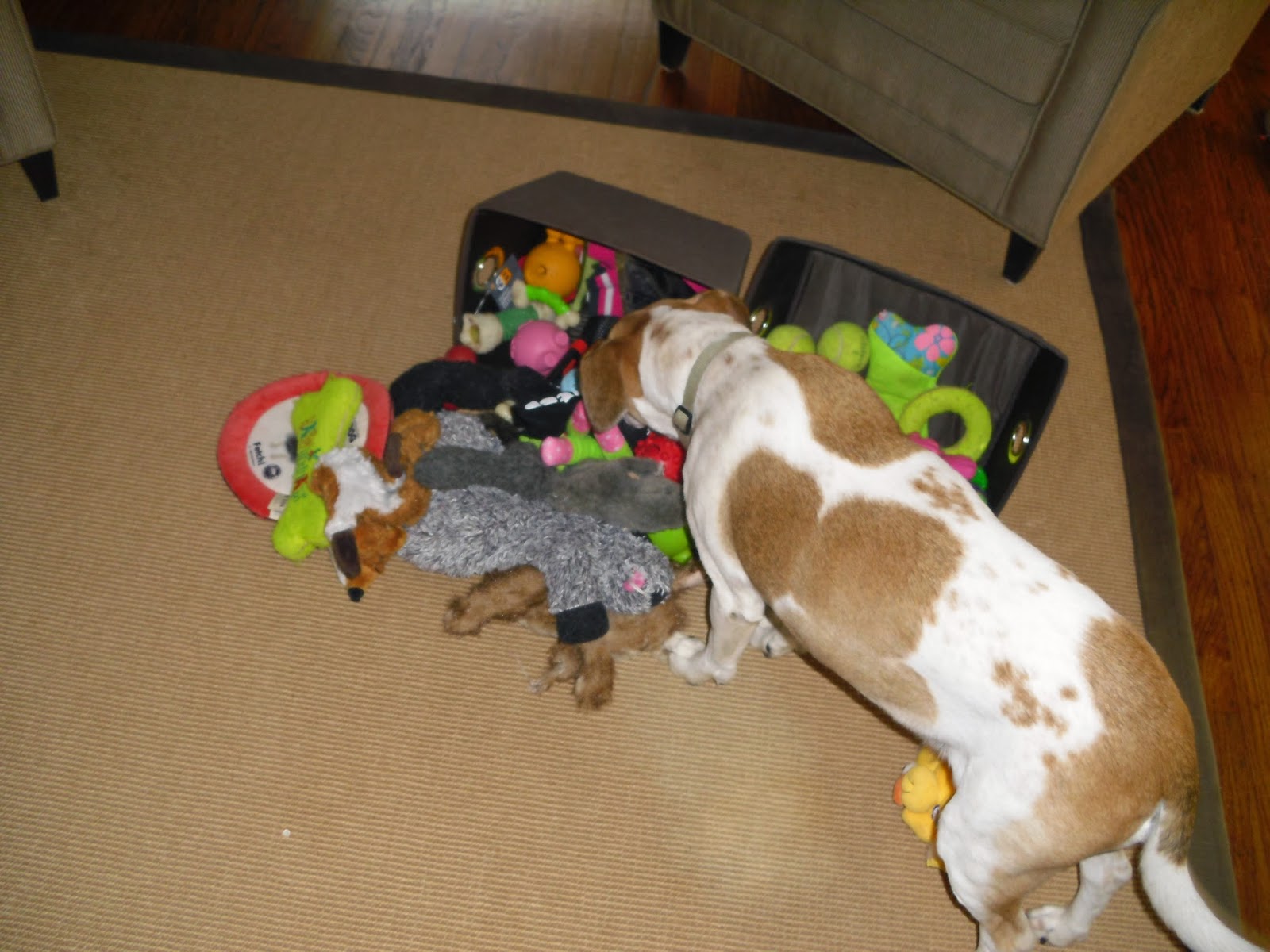 The Dog Chronicles I LOVEI MEAN MY DOGS LOVE DOG TOYS