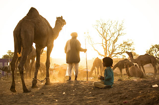 rajasthani camel wallpaper