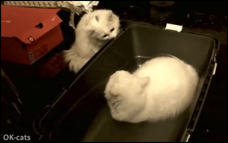 Captioned Cat GIF • WASTED! Right hook in the face and Knock Down haha Captioned Cat GIF • WASTED! Right hook in the face and Knock Down haha
