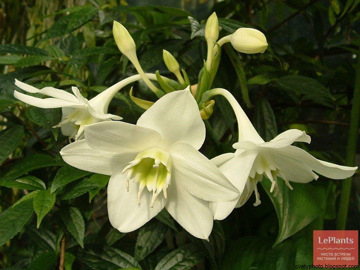 домашний цветок цветет белыми цветами