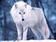 Animals Plants Rainforest: Arctic Wolf (Canis lupus arctos)