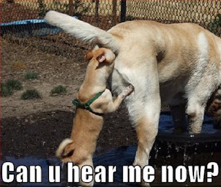 Dog Memes Dog Memes