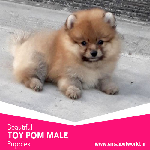 Get Toy Pom male in Delhi, Noida, Gurgaon, Haryana, Ambala, Jalandhar, Amritsar & Chandigarh