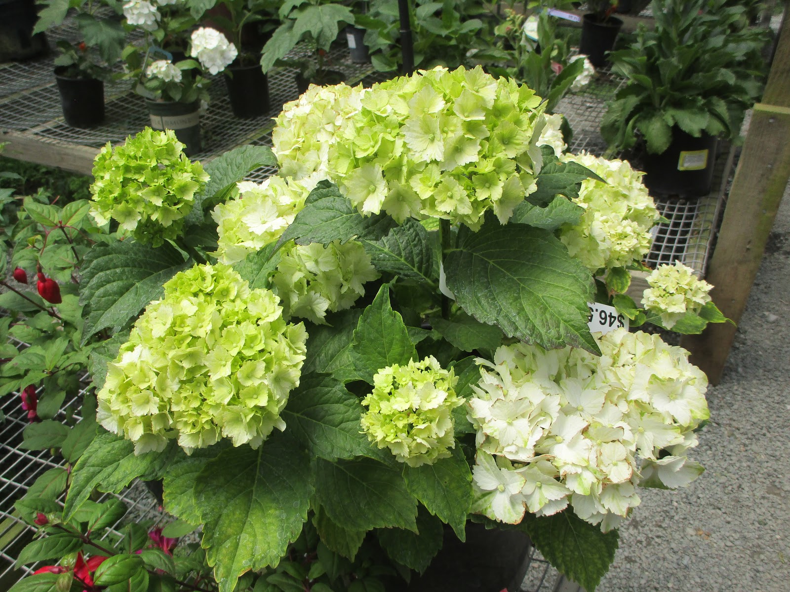 Adventures in Weseland A Visit to Half Moon Bay Nursery