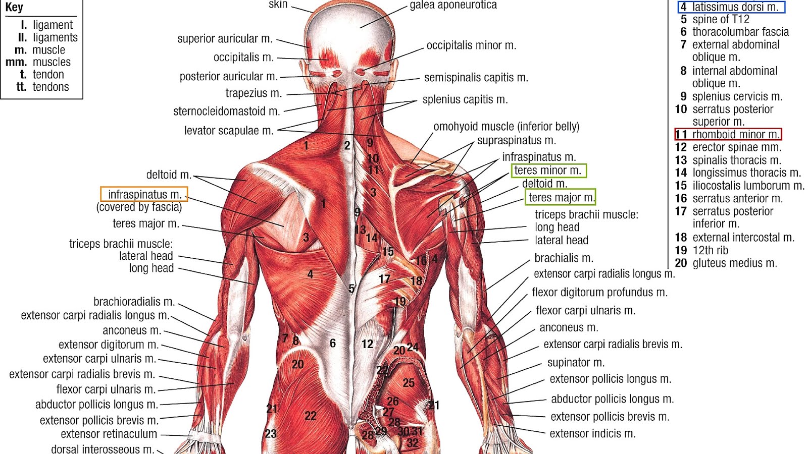 shoulder-joint-pain-when-lifting-arm-lift-choices