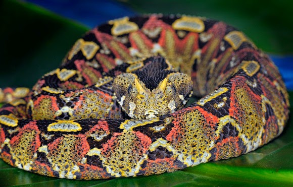 most beutifl rhinoceros viper most beutifl rhinoceros viper