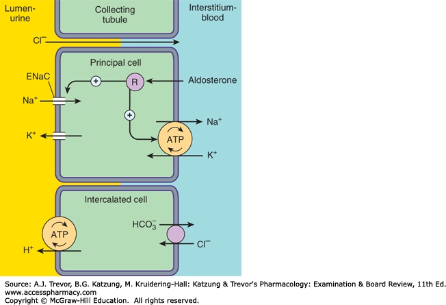 The Icebreaker Contraction Alkalosis