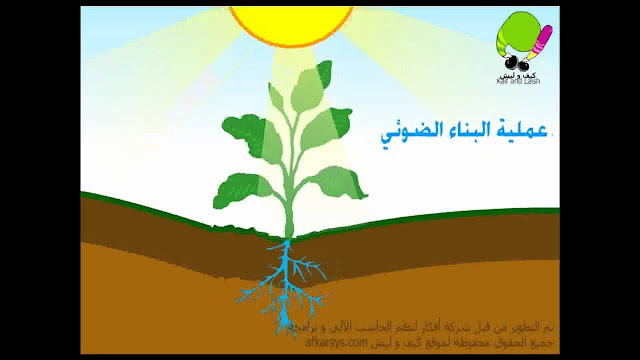 معادلة البناء الضوئي هي مصير الطاقة التي تنتجها عملية البناء الضوئي