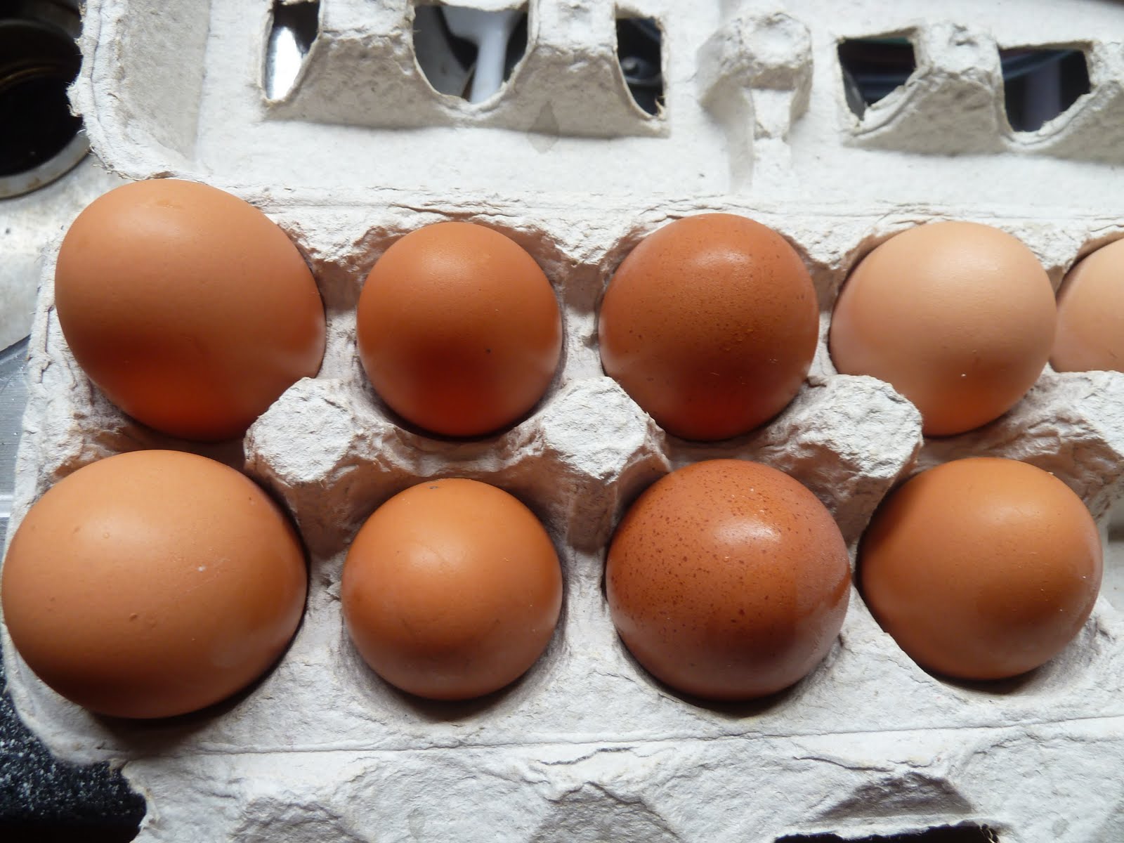 Urban Homestead Diaries Eggs, Eggs and More Eggs!