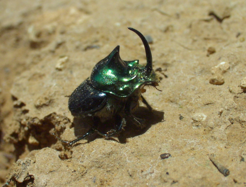 STYLEOMAD Pet Scarabeus