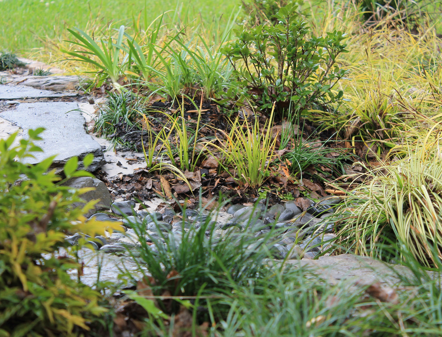 Plant Life Garden Plants Shrubs