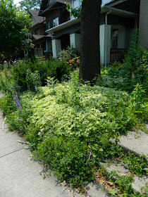 Leslieville front garden clean up before Paul Jung Gardening Services Toronto
