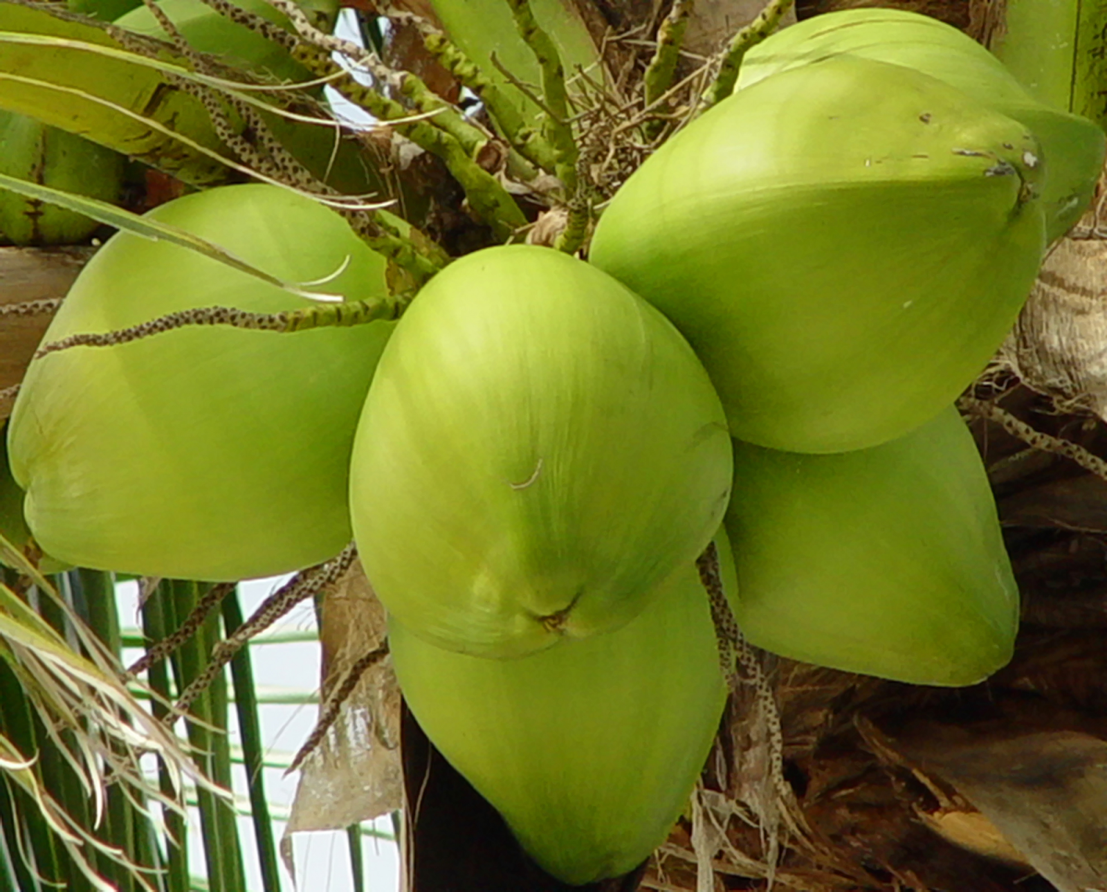 gambar kelapa muda