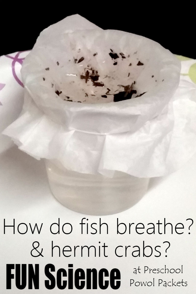 How do fish breathe...and hermit crabs too! (a gill experiment