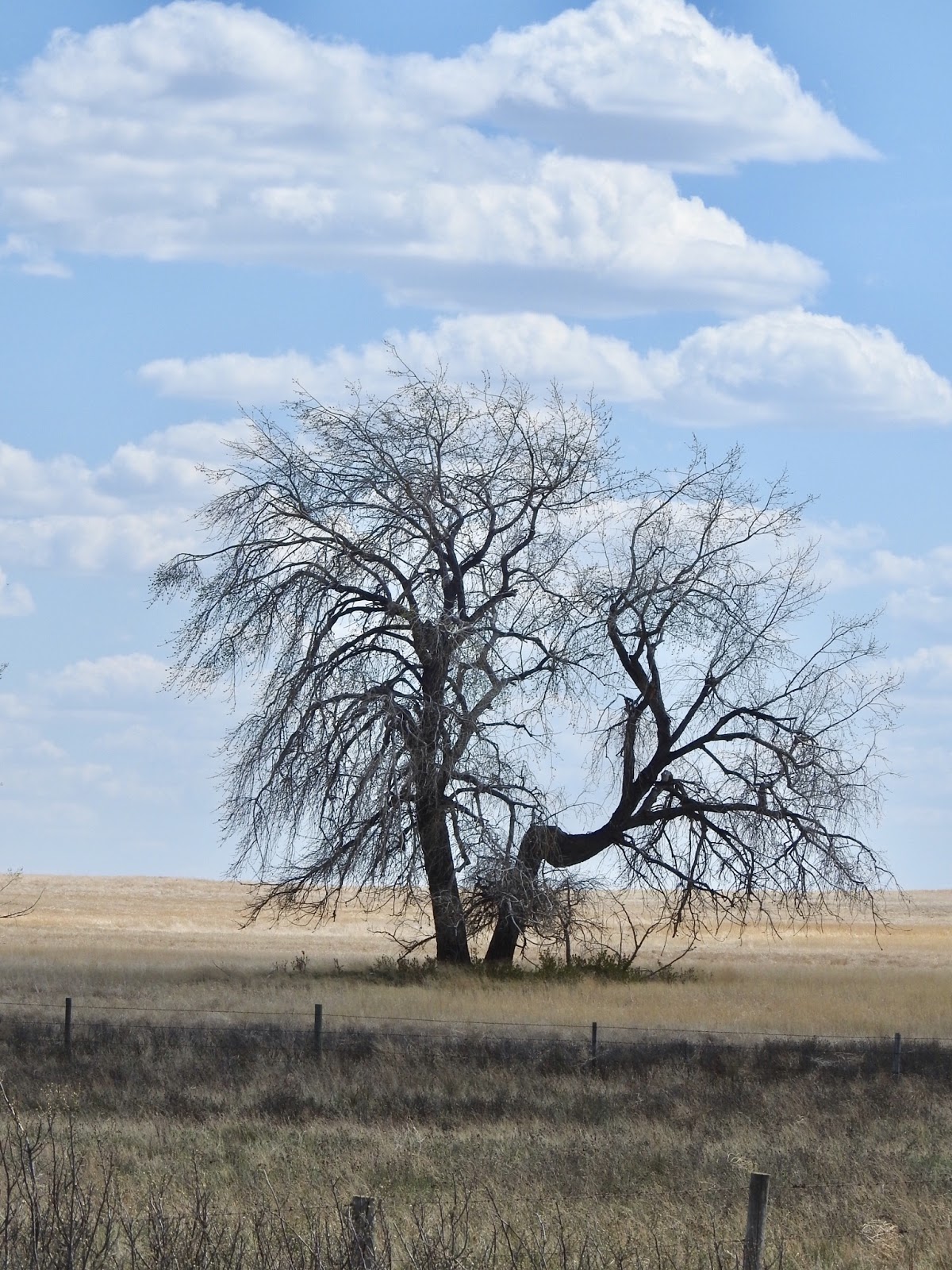 The view from here A tree grows in Saskatchewan
