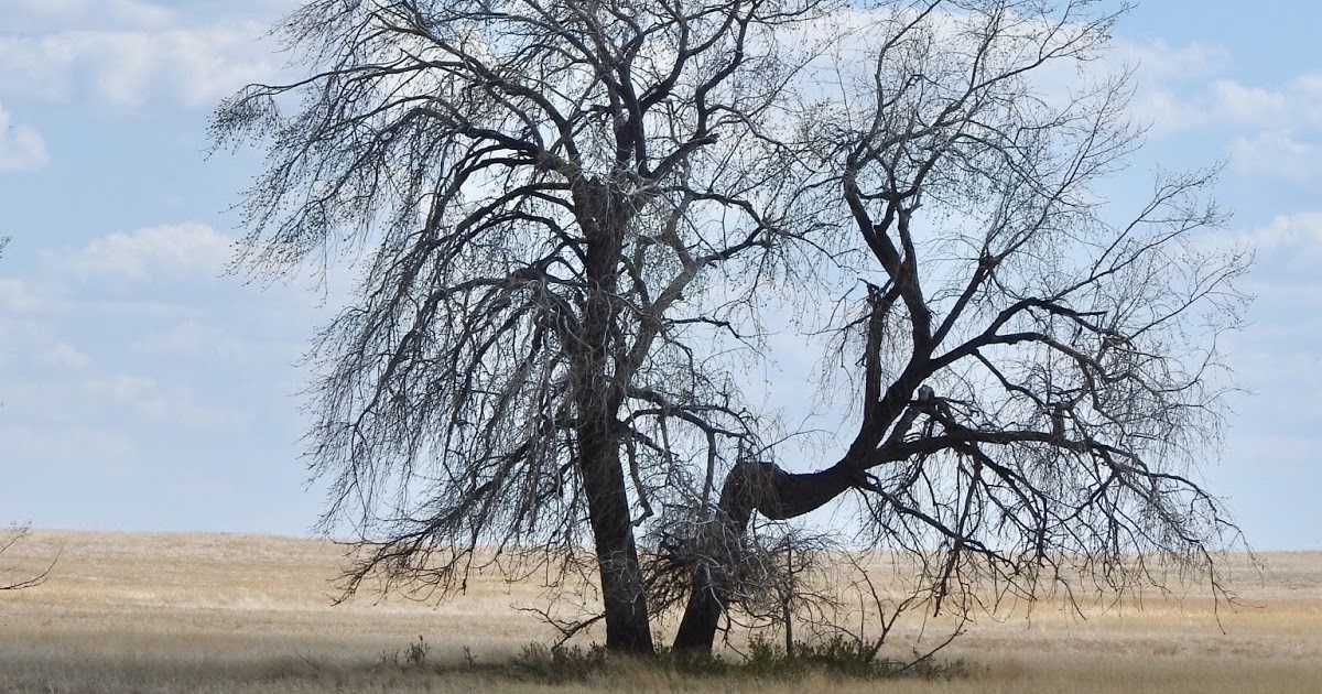 The view from here A tree grows in Saskatchewan