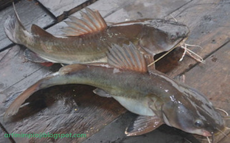 21 Arti Mimpi Tentang Ikan Baung Menurut Primbon Jawa Dan Islam Arti Mimpi