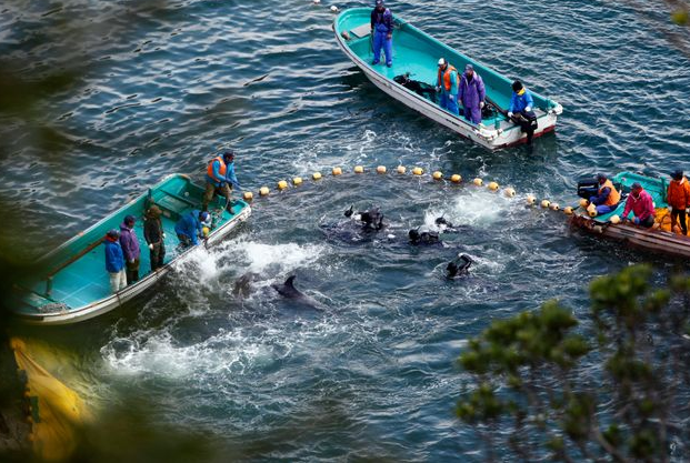 Εν μέσω διεθνών αντιδράσεων ξεκίνησε το μακάβριο κυνήγι των δελφινιών στην Ιαπωνία
