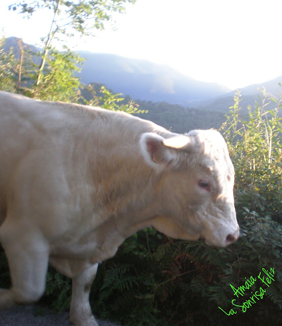 El toro ya estaba enfrente, cara a cara - Historias de Jacinta