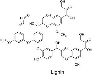 lignin molecule