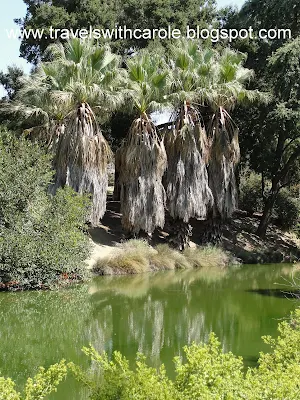 riverside palm grove in the UC Davis Arboretum in Davis, California