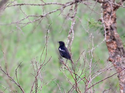 Ugandan Birds: Arnot's Chat