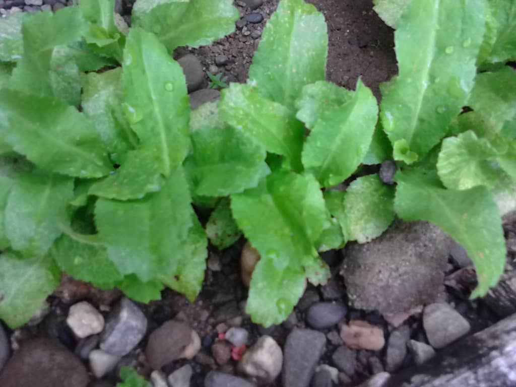 Caña de azúcar y más Cilantro de monte (Eryngium foetidum L.)