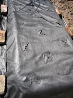 %D1%87%D0%B5%D1%80%D0%BD%D0%B0%D1%8F+%D0%BF%D0%BB%D0%B5%D0%BD%D0%BA%D0%B0 Как восстановить заброшенный участок земли