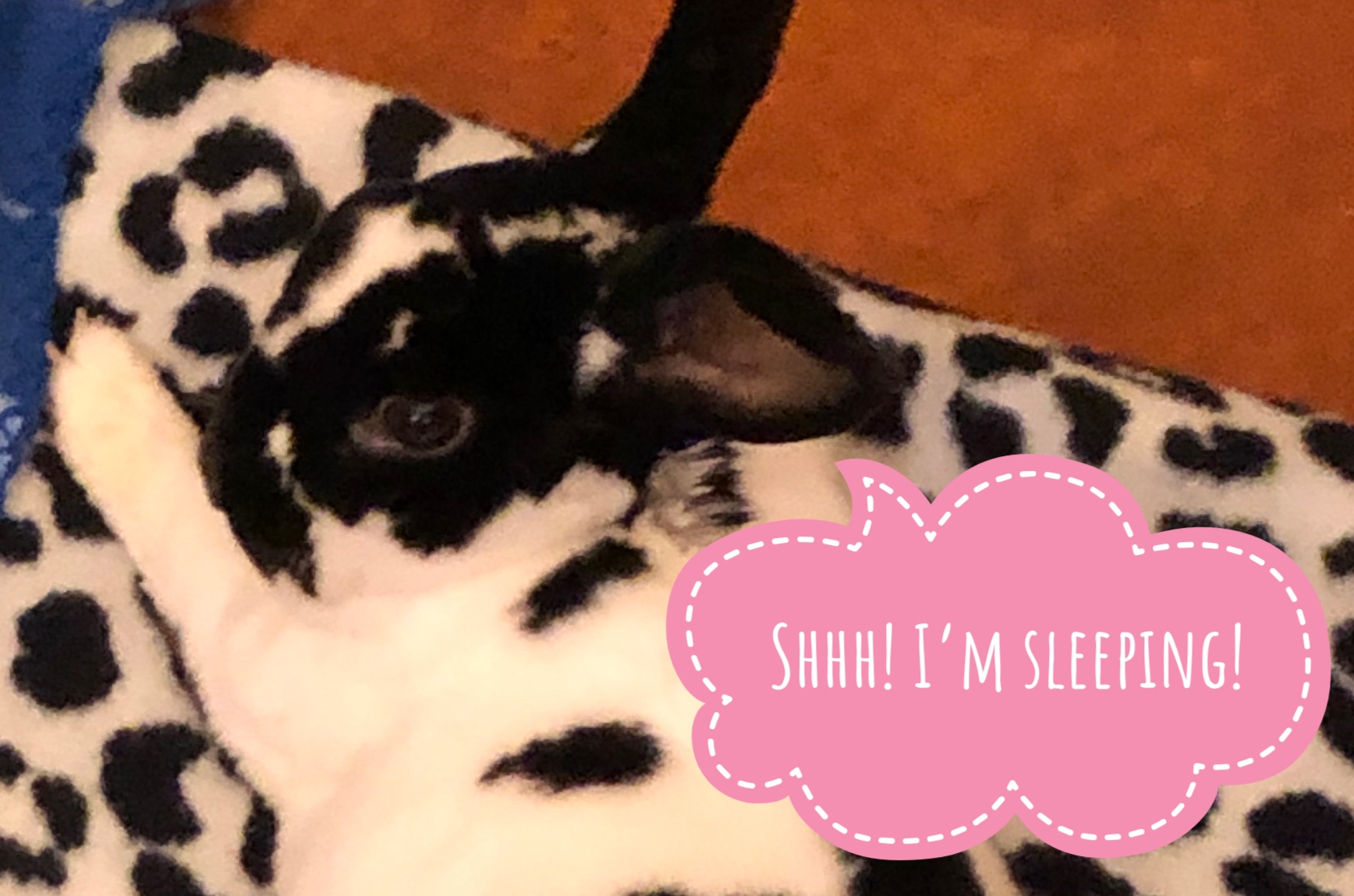 Mrs. Brighton's Busy Life Why It's Illegal To Sell Baby Bunnies As