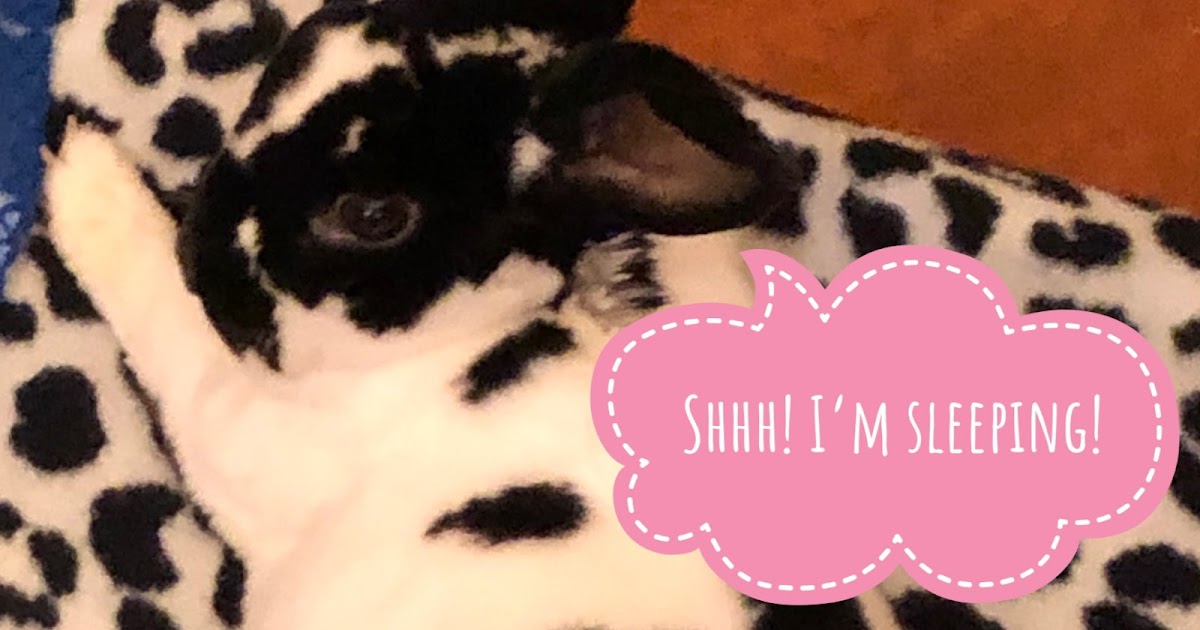 Mrs. Brighton's Busy Life Why It's Illegal To Sell Baby Bunnies As