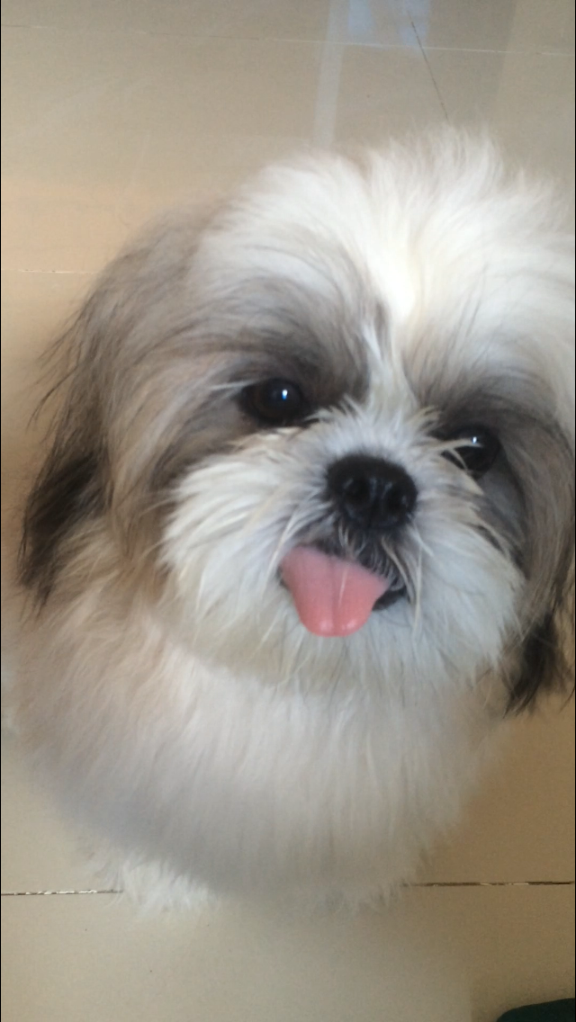 Shih Tzu