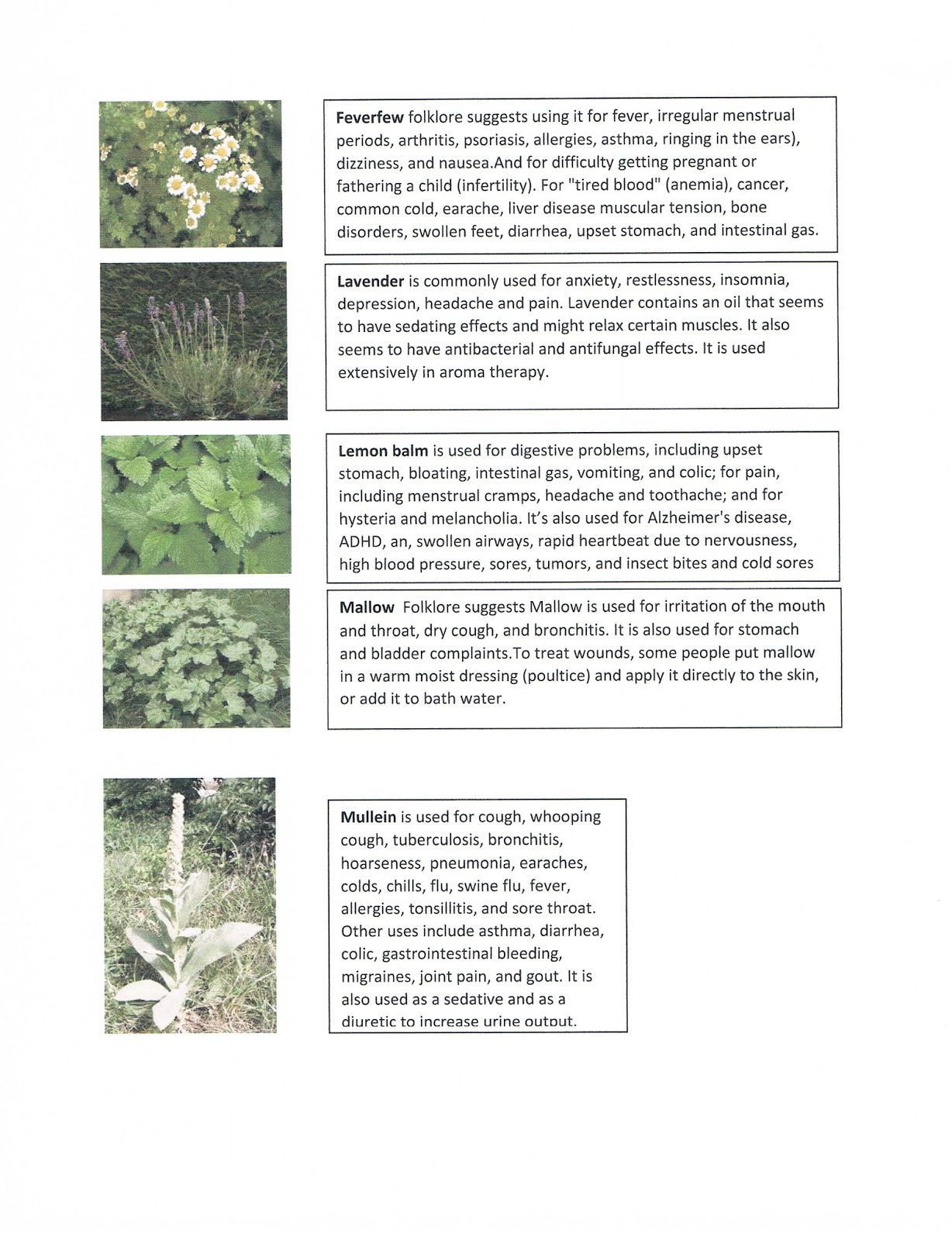 150 Plants From My Permaculture Garden Our Permaculture Life