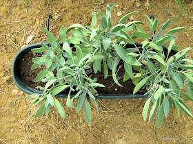 Φασκόμηλο: σπορά φύτεμα καλλιέργεια