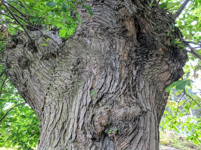 Gnarled trees on a free visit to Royal Botanic Garden Edinburgh