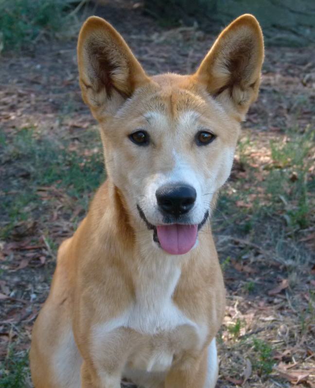Dingo Sanctuary Open Days July & August Australian Dog Lover