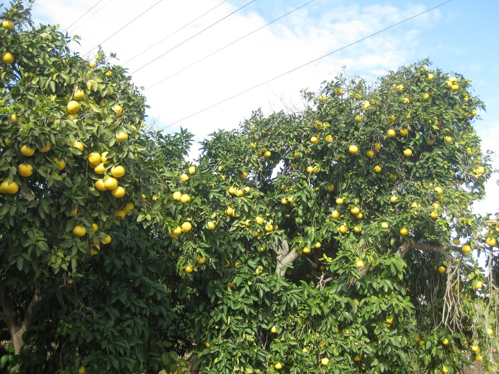 PlacesPeopleStuff with Character The Pomelo Orchard