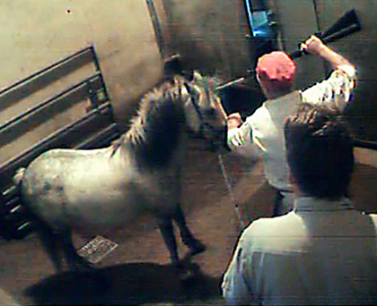 horse-shot-potters-slaughterhouse-uk.jpg