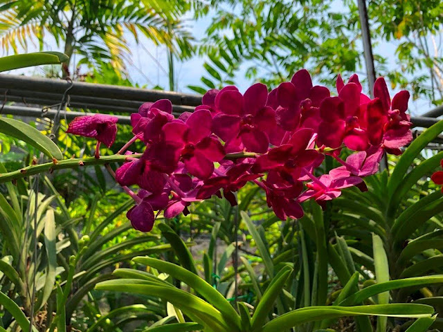 Orquídeas de Chiang Rim - Tailândia