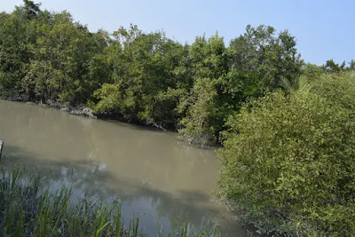 Small water bodies in Sundarban Small water bodies in Sundarban