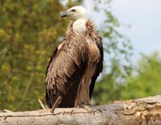 معنى حلم النسر,تفسير رؤية الخوف من النسر في المنام معنى حلم النسر,تفسير رؤية الخوف من النسر في المنام