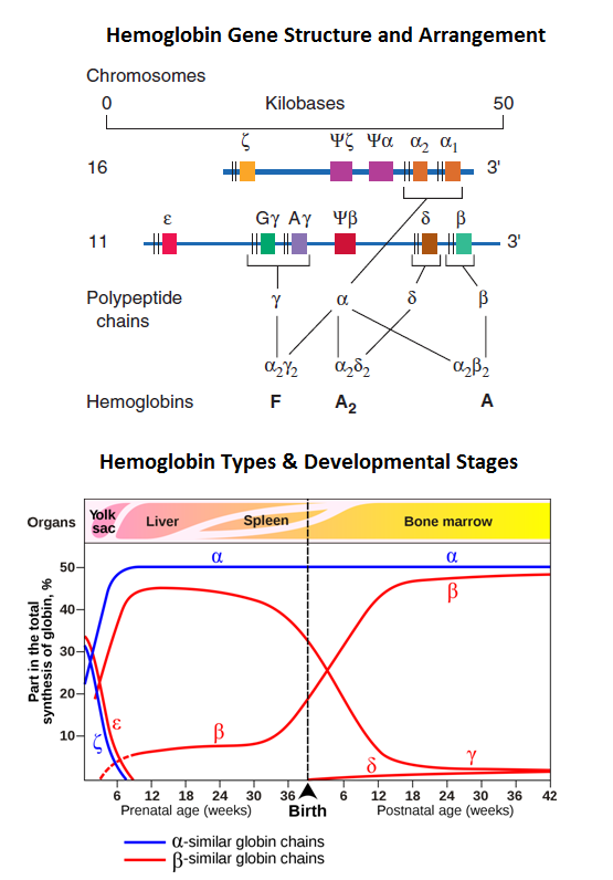 Hemoglobin Gene Structure & Hemoglobin Disorder Lecture Notes