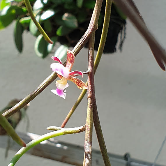 Bulbophyllum khasyanum