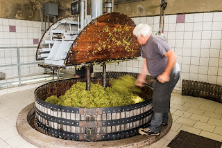 Pressing the grapes