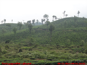 Scenic Tea Plantations in Kerala