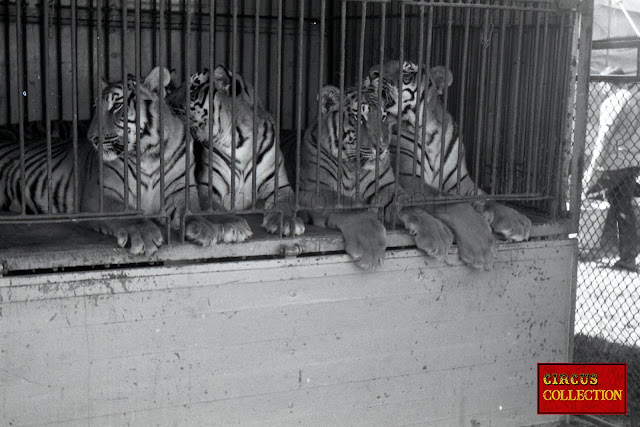 Les tigres du Cirque Franz Althoff 1967 installé dans leur roulotte cage 